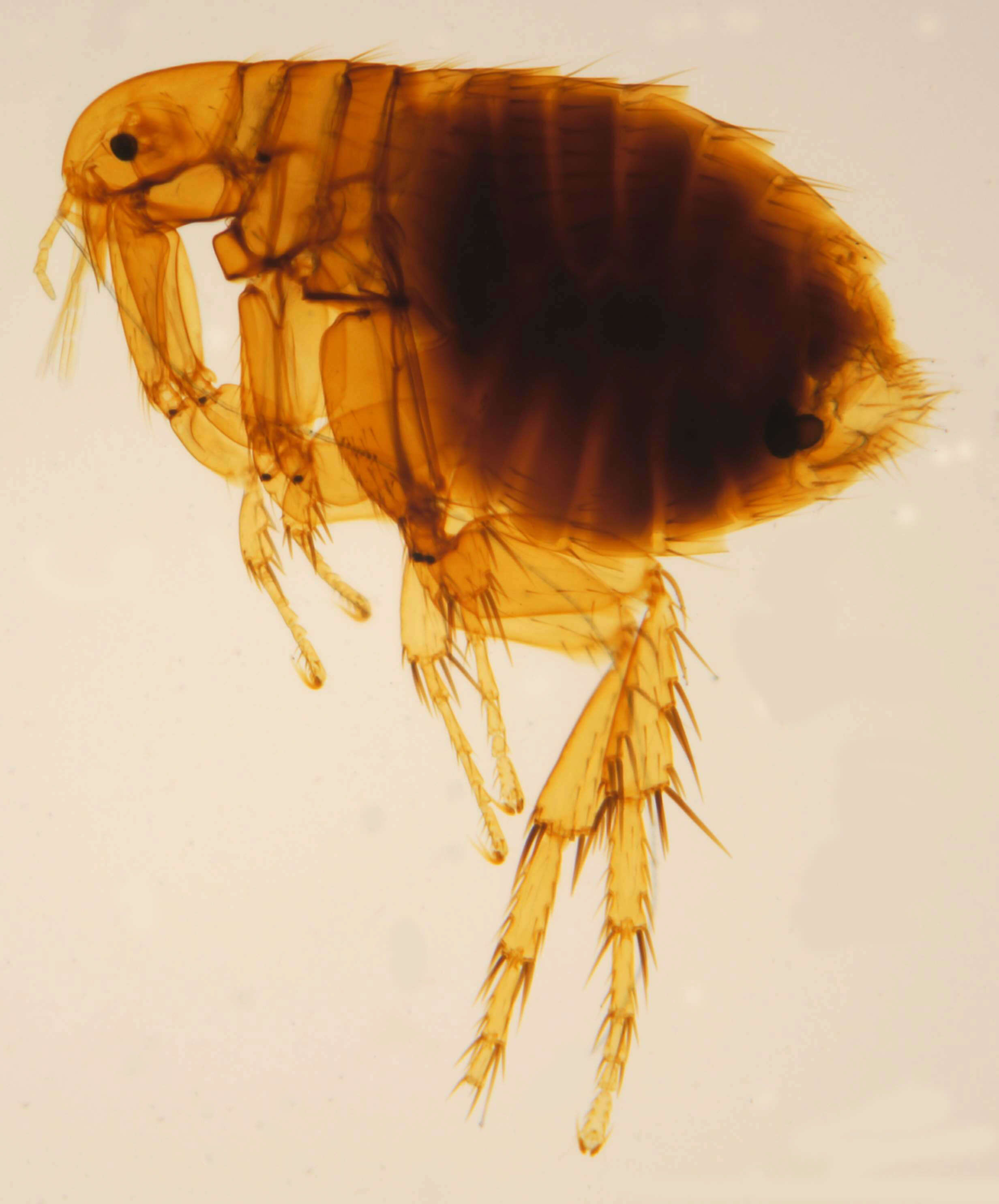 Image of Oriental rat flea