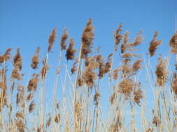 Image of common reed