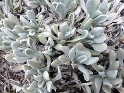 Image of Leucochrysum alpinum (F. Müll.) R. J. Dennis & N. G. Walsh