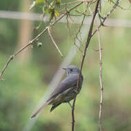 Image of Dusky Piha