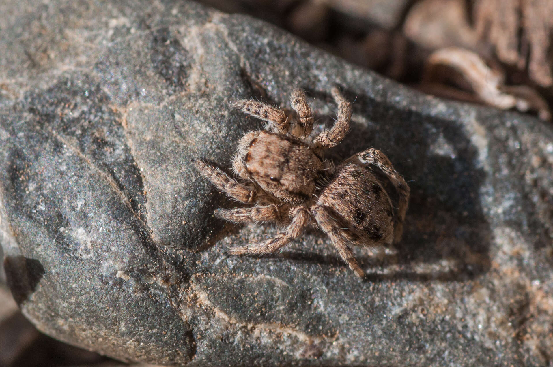 Image of Asianellus potanini (Schenkel 1963)