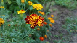 Tagetes erecta L. resmi