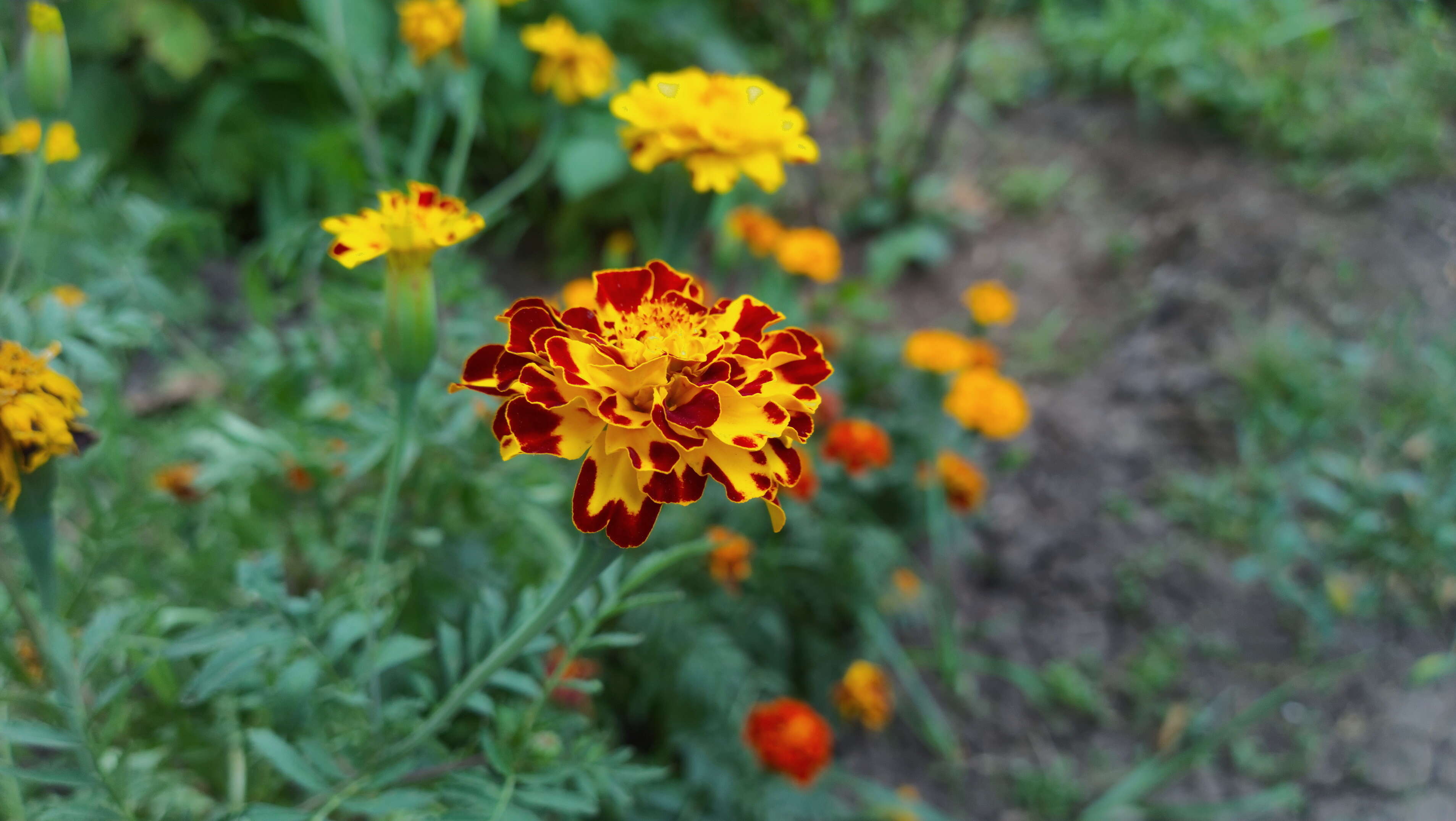 Tagetes erecta L. resmi