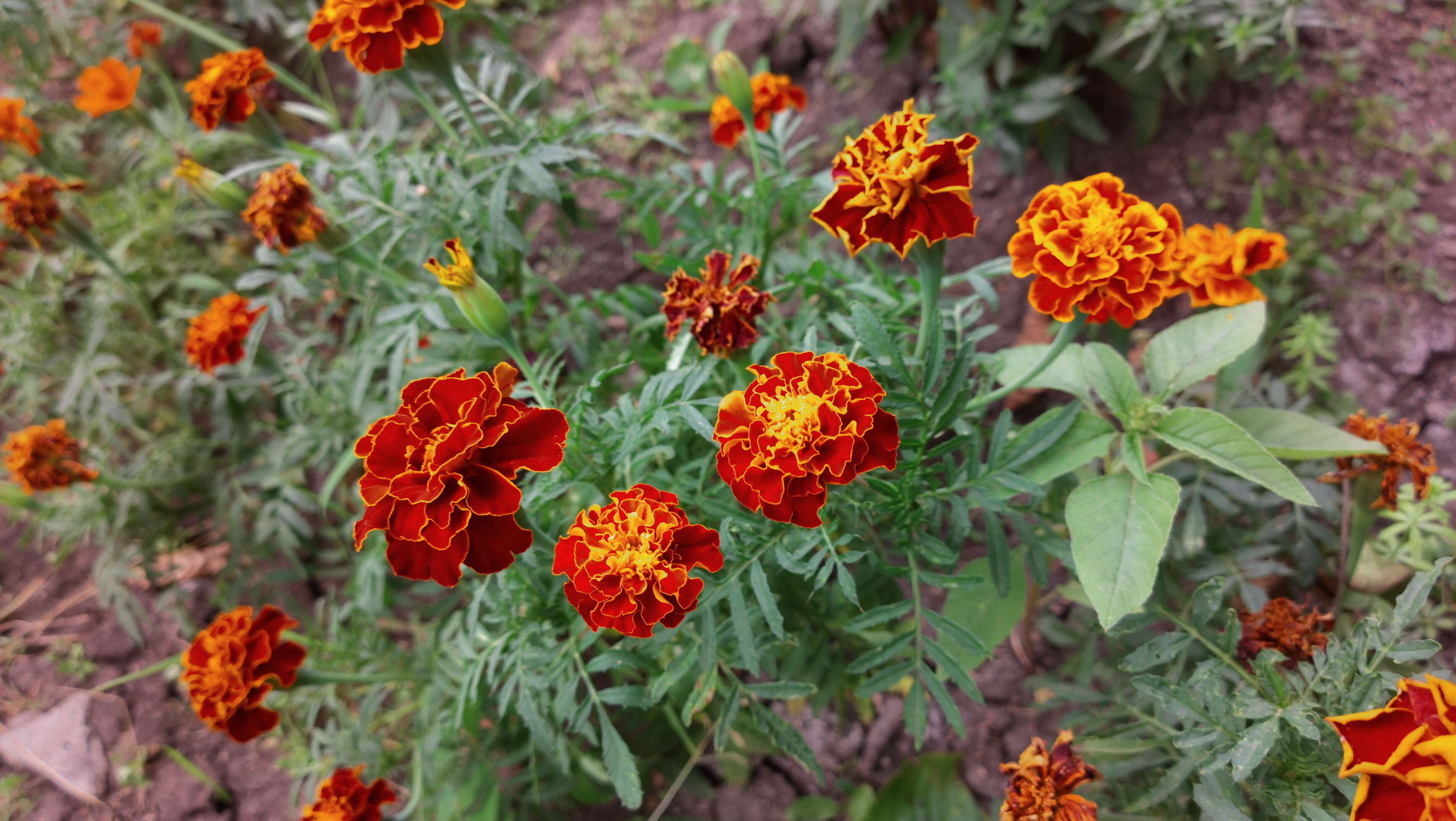 Image of French marigold