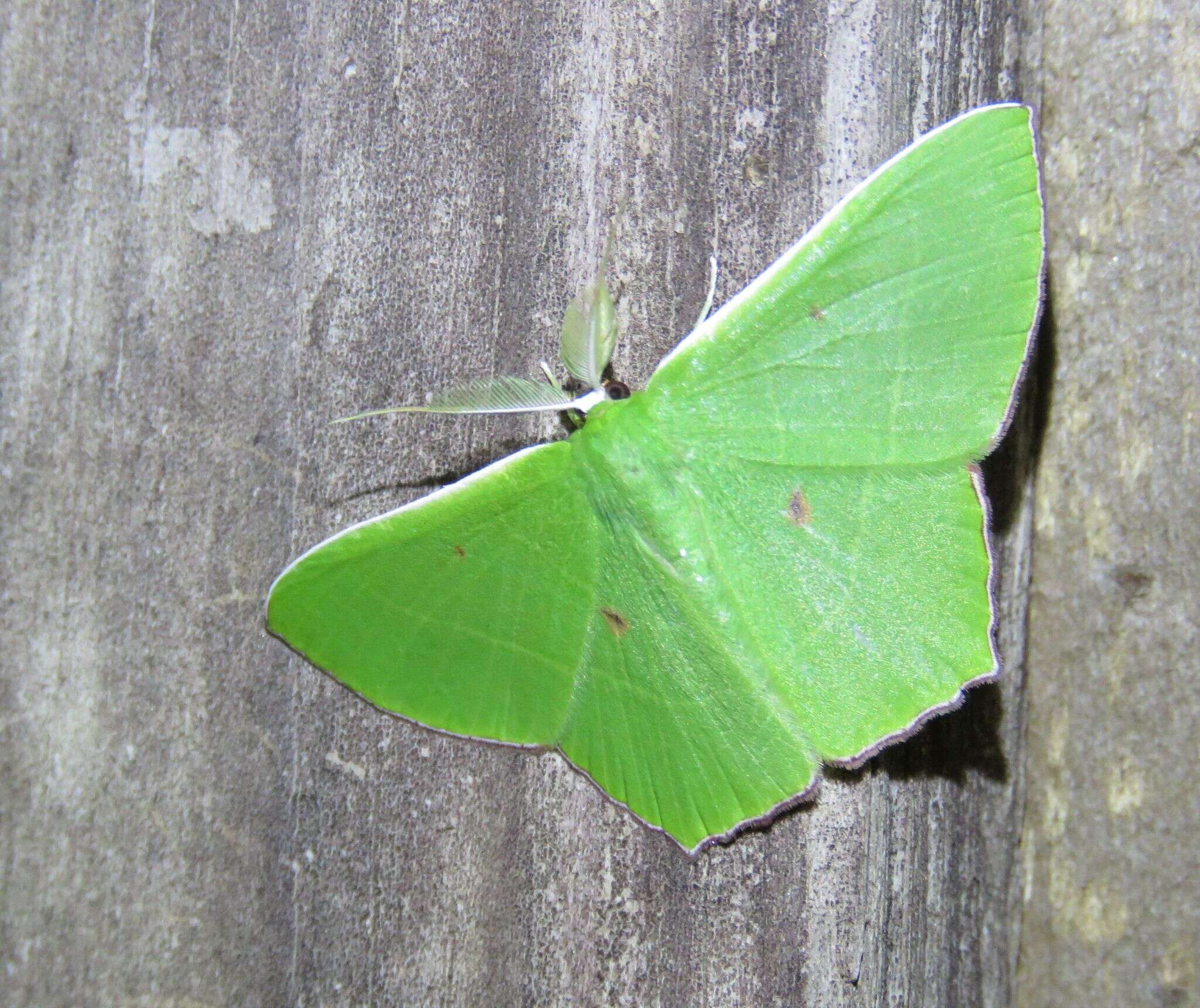 Sivun Chrysochloroma megaloptera Lower 1894 kuva