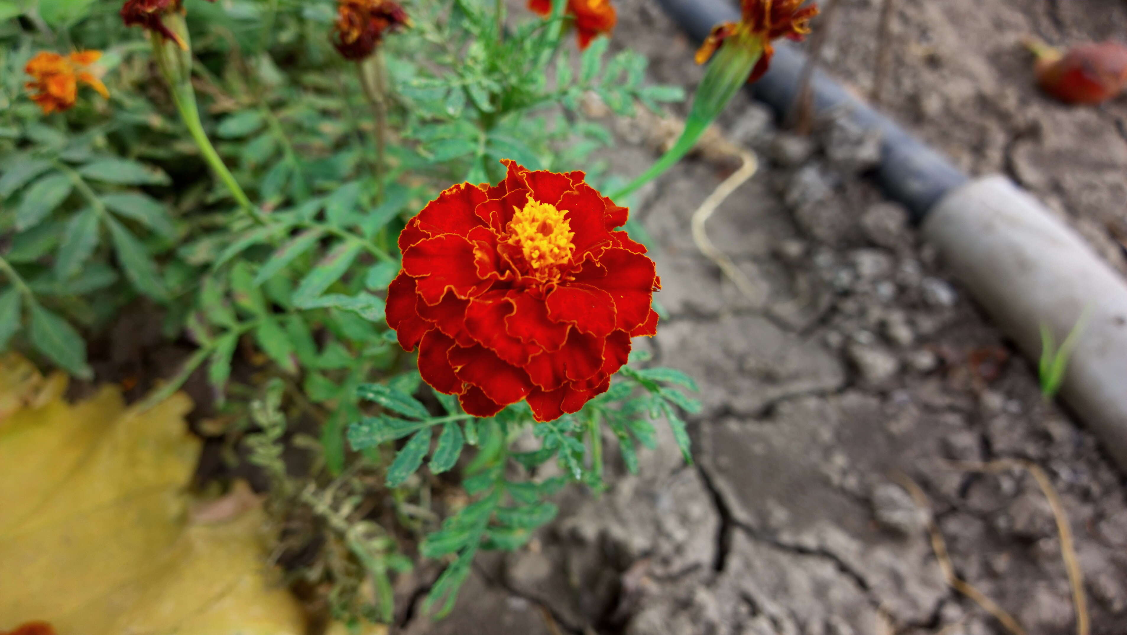 Image of French marigold