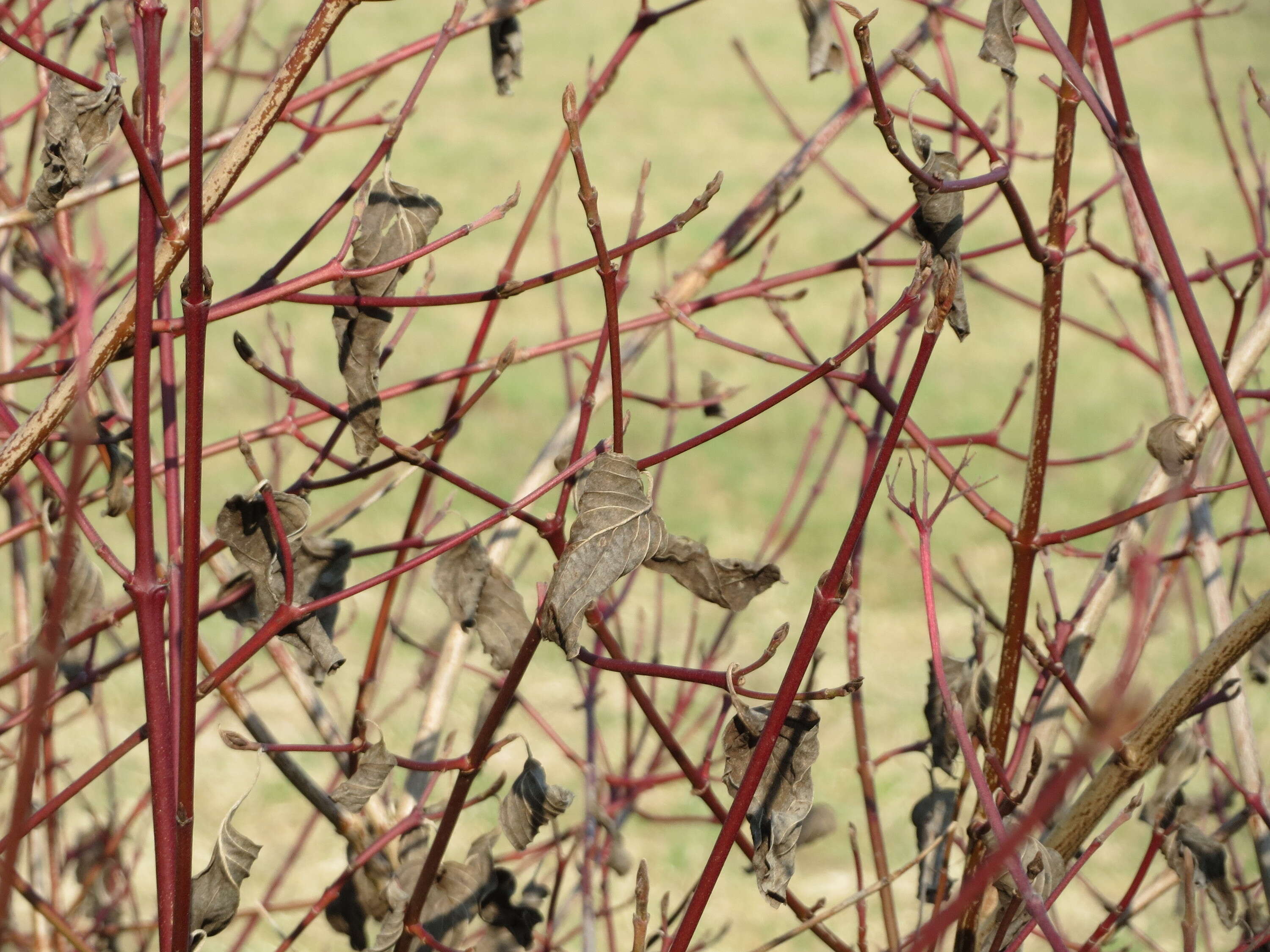 Imagem de Cornus sanguinea L.