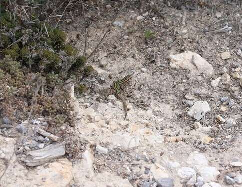 Image of Ibiza Wall Lizard