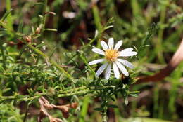 Image of <i>Symphyotrichum <i>dumosum</i></i> var. dumosum