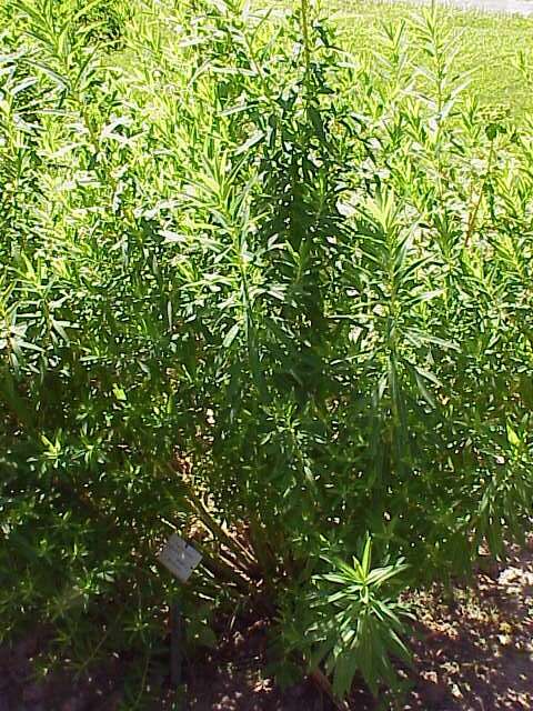 Image of Marsh Spurge