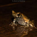 Image of Megophrys tuberogranulata Shen, Mo & Li 2010