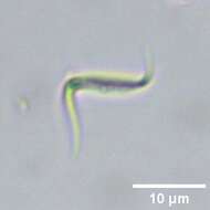 Image of Monoraphidium contortum