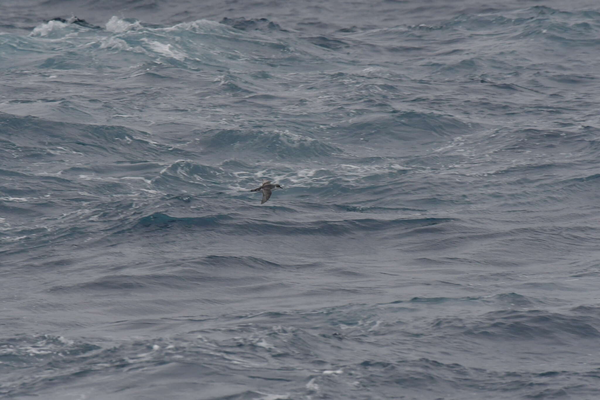 Image of Subantarctic Shearwater