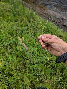 Imagem de Carex sychnocephala J. Carey