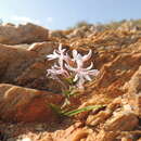 Image of Lapeirousia tenuis (Goldblatt) Goldblatt & J. C. Manning