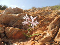 Image of Lapeirousia tenuis (Goldblatt) Goldblatt & J. C. Manning