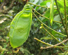 Image of Aganope thyrsiflora (Benth.) Polhill