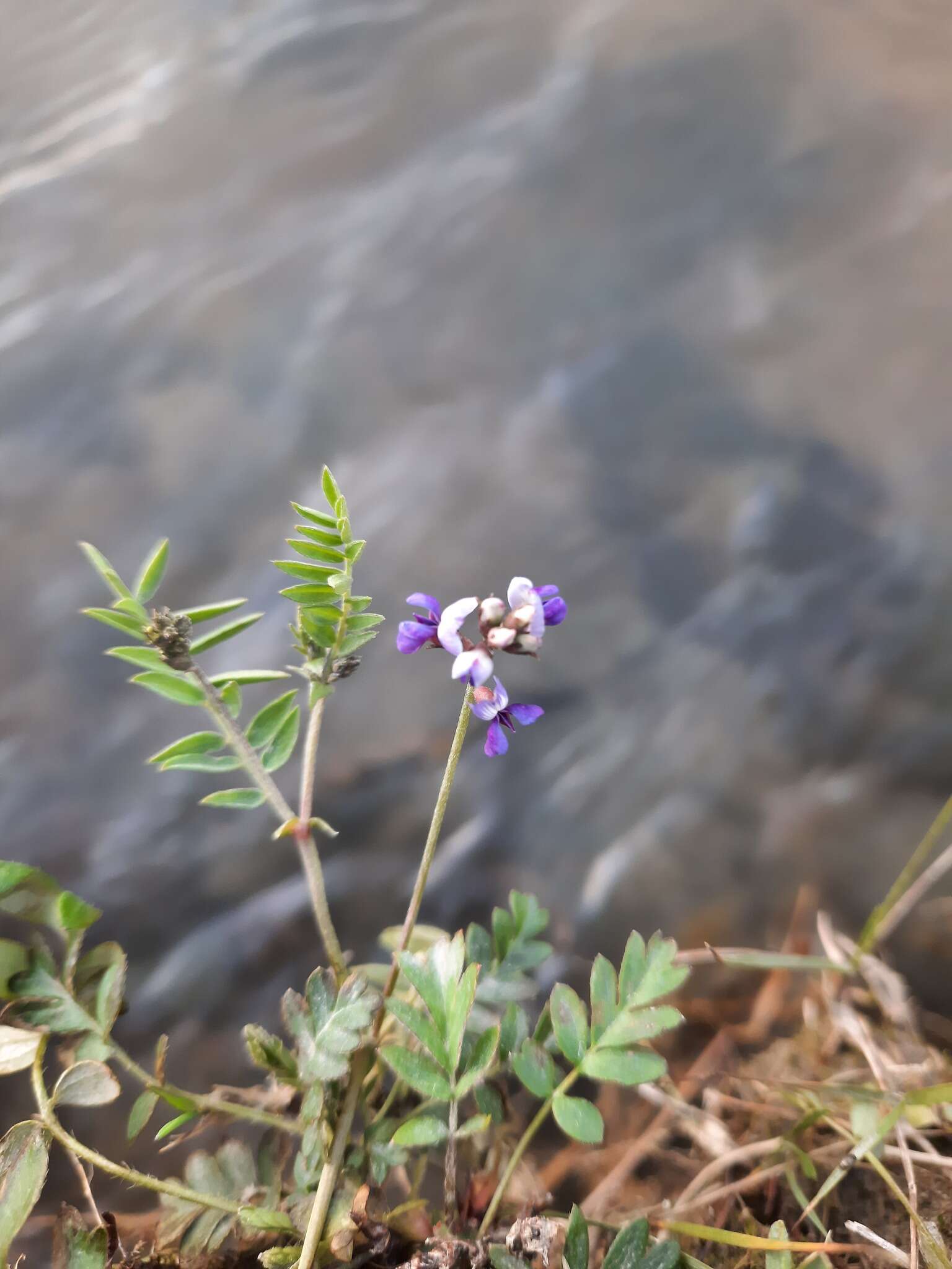 Image of Oxytropis glabra DC.