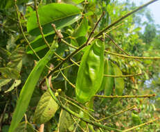 Image of Aganope thyrsiflora (Benth.) Polhill