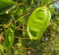 Image of Aganope thyrsiflora (Benth.) Polhill