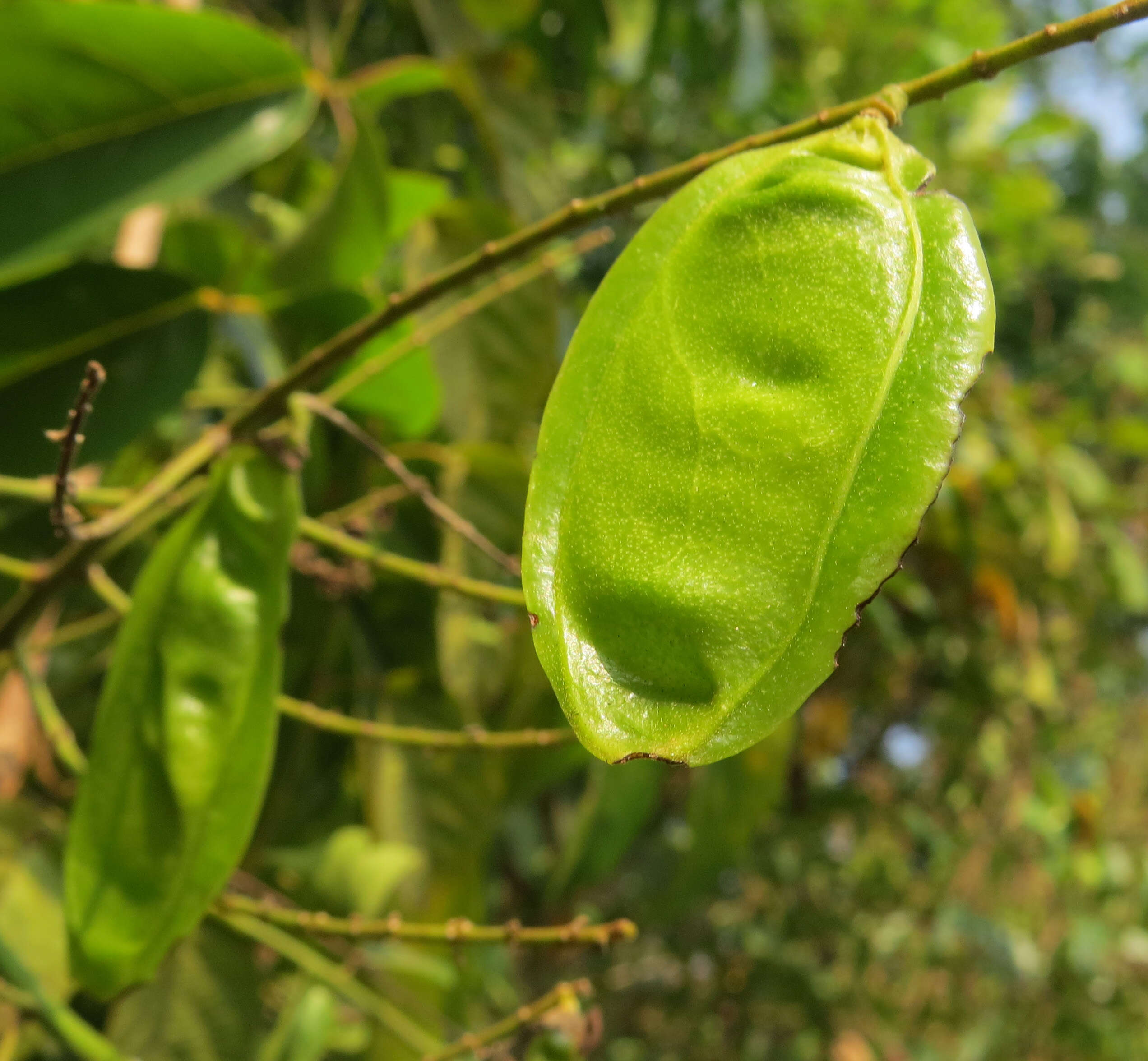 Image of Aganope thyrsiflora (Benth.) Polhill