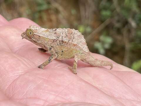 Image of Rieppeleon Matthee, Tilbury & Townsend 2004