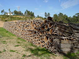 Image of Cork Oak