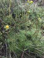 Image de Coreopsis maritima (Nutt.) Hook. fil.