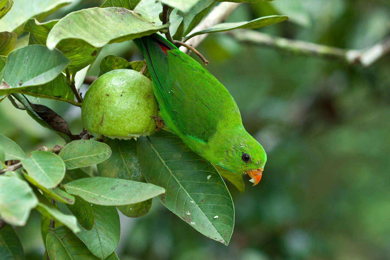 Image of Vernal Hanging Parrot