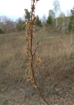 Image de Artemisia pubescens Ledeb.