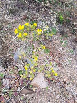 Image de Potentilla tanacetifolia