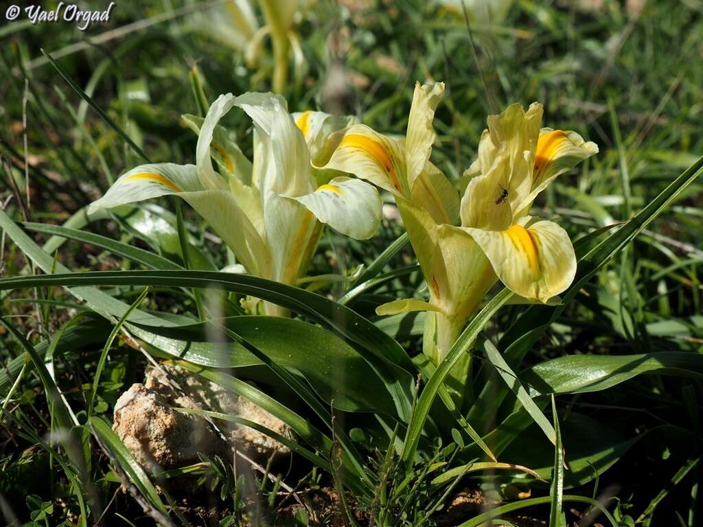 Iris palaestina (Baker) Barbey的圖片