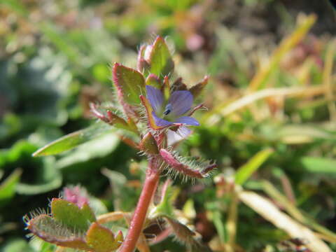 Image of ivy-leaved speedwell