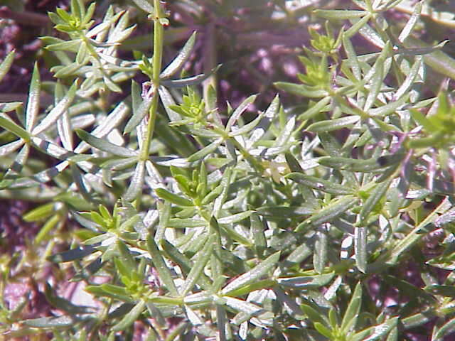 Image of Lady's Bedstraw