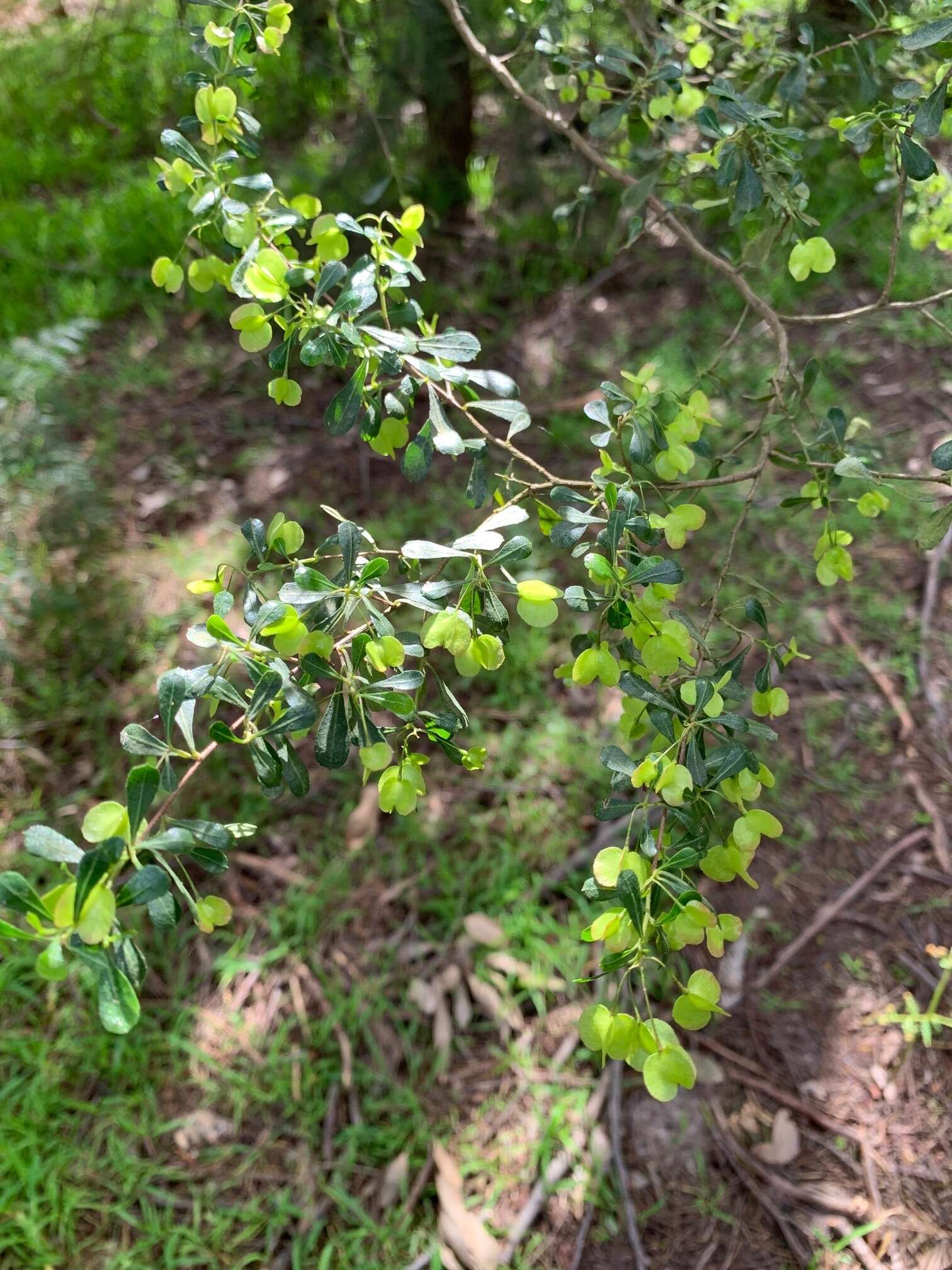 Image of wedge-leaf hopbush