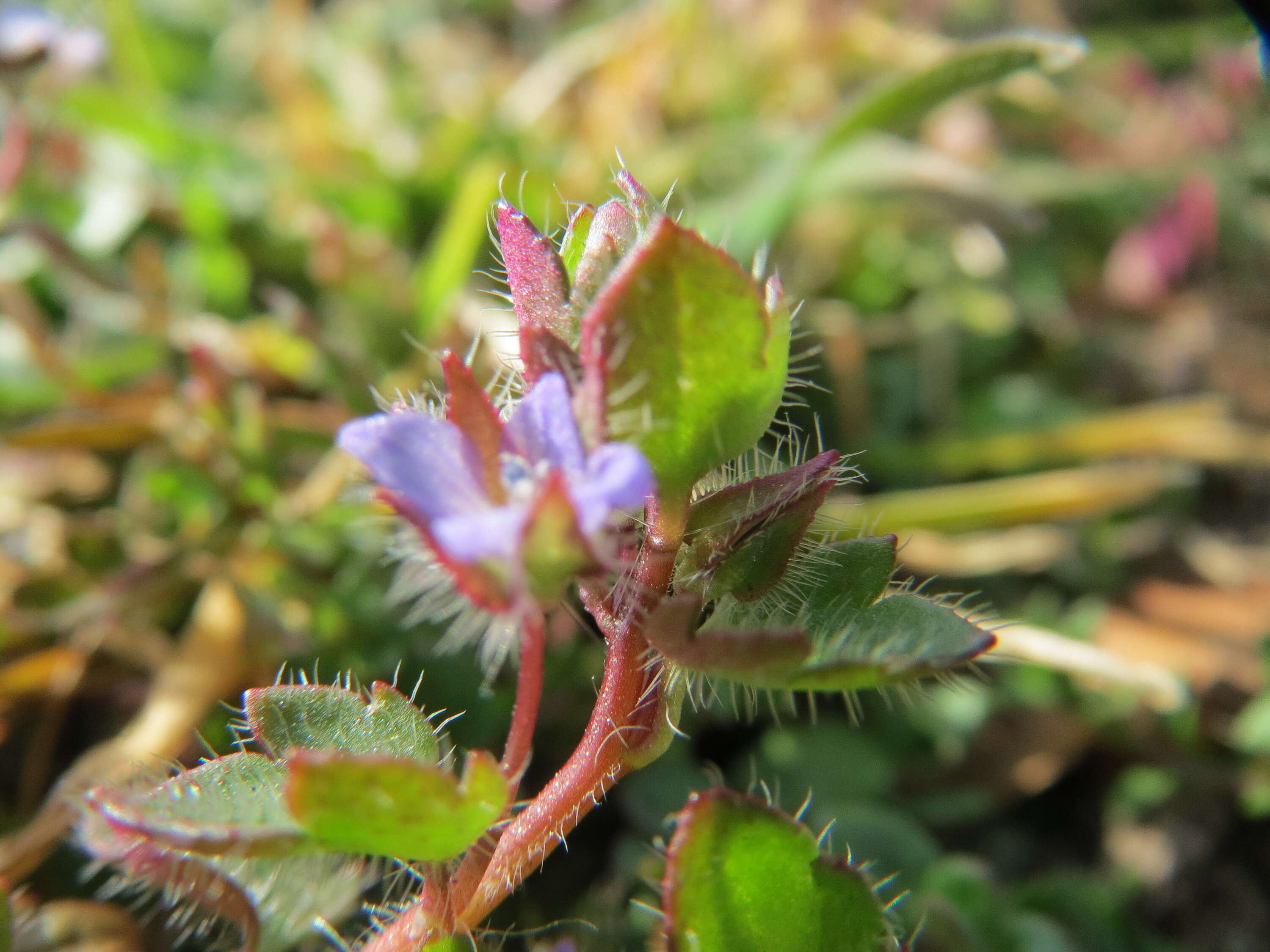 Image of ivy-leaved speedwell