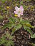 Image of Anemone amurensis Korshinsky