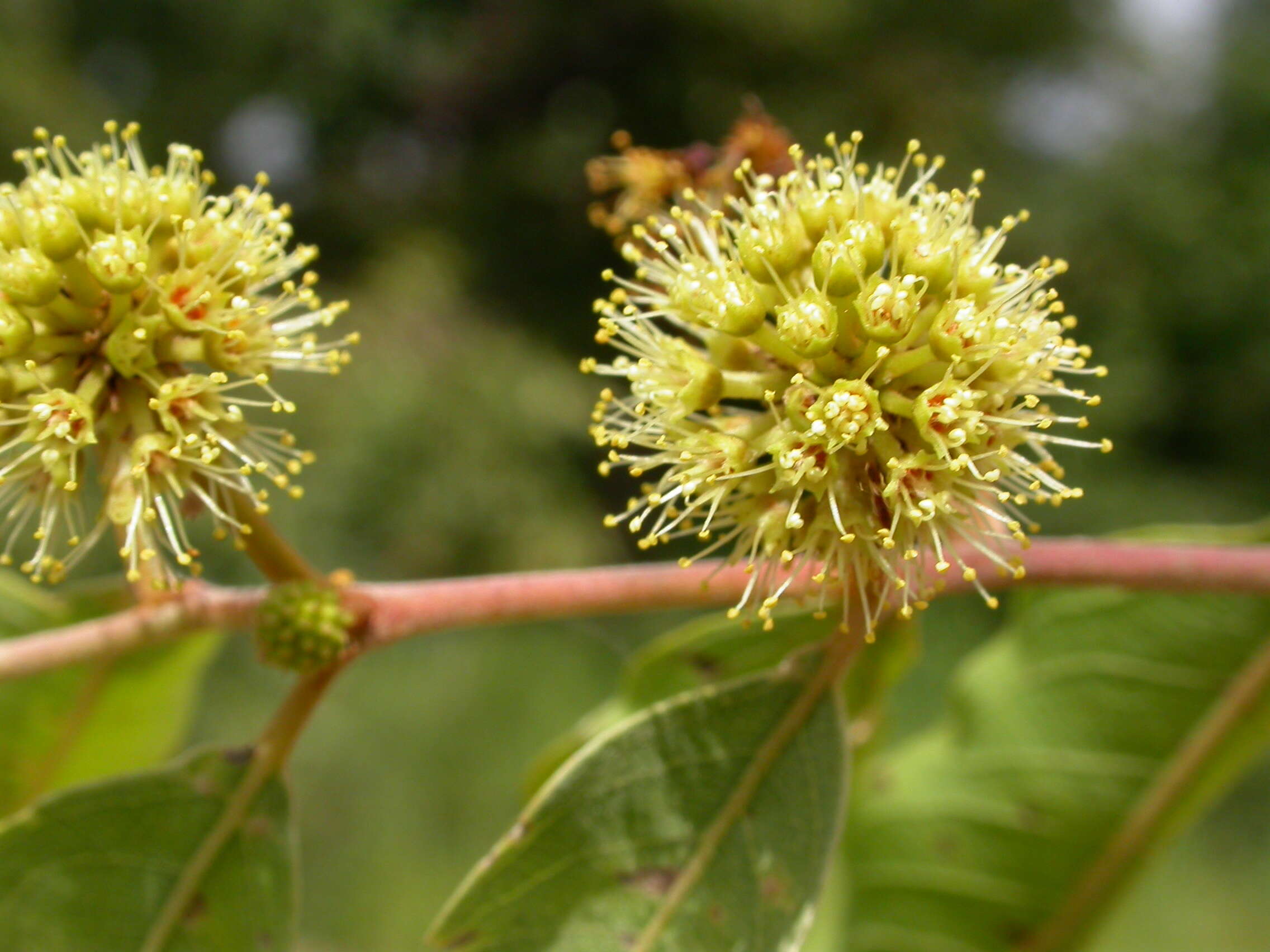 Image de Terminalia leiocarpa (DC.) Baill.