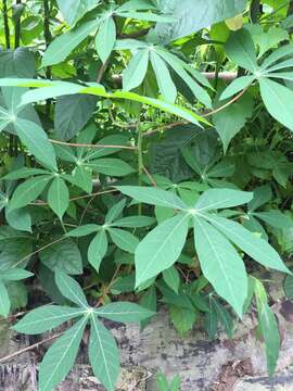 Image of cassava