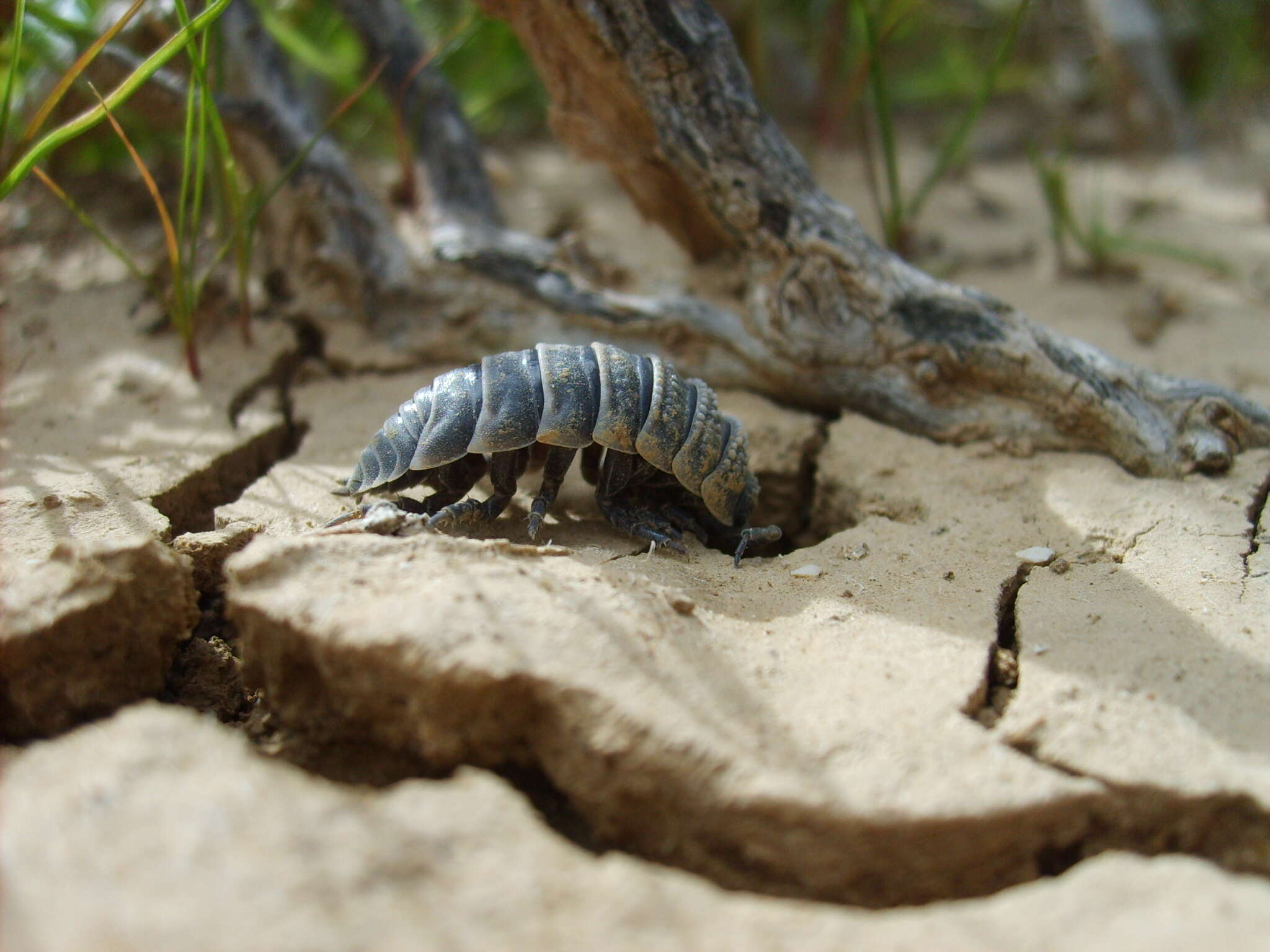 Image of Hemilepistus reaumuri