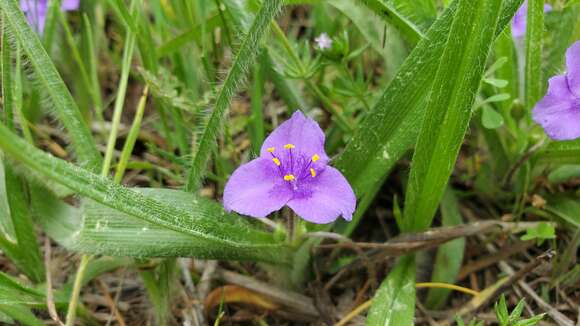 Image de Tradescantia longipes E. S. Anderson & Woodson