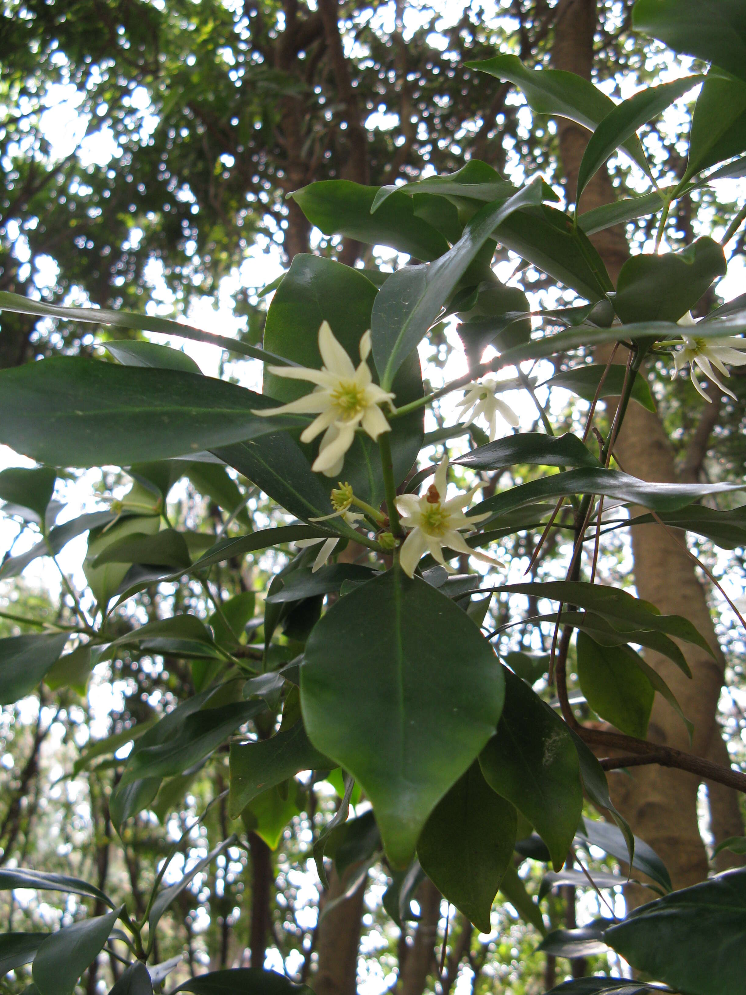 Imagem de Illicium anisatum L.