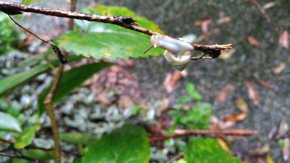 Image de Satsuma phoenicis Wu, Hwang & Lin 2008