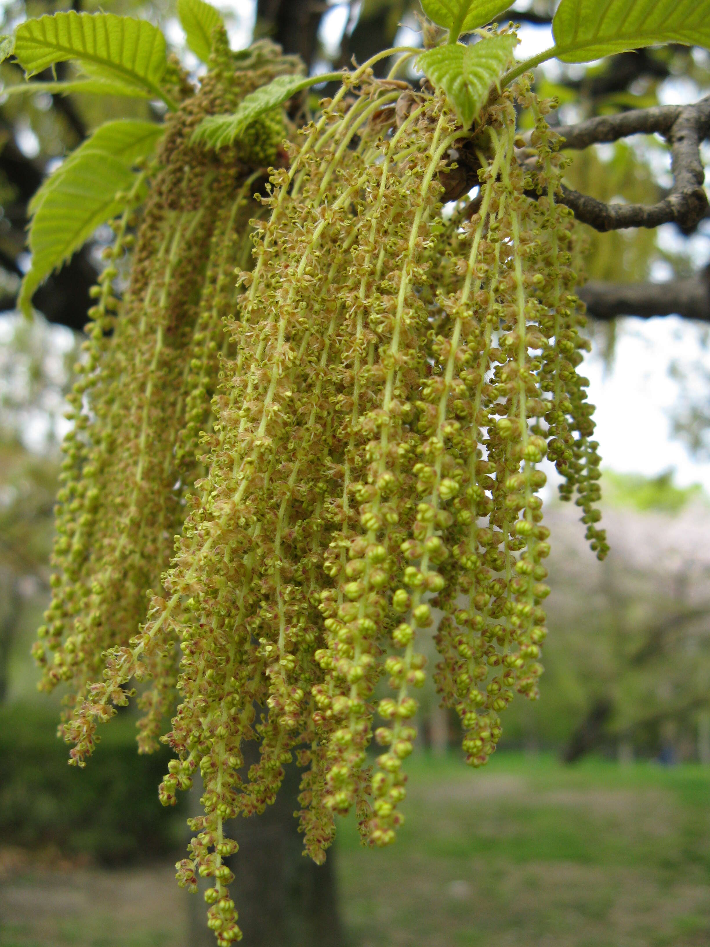 Image of Saw-tooth Oak