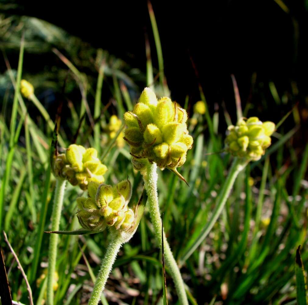 Image of Conostylis aculeata R. Br.