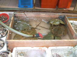 Image of Horseshoe Crab