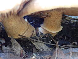 Image de Tricholoma austrocolossus Grgur. 2002