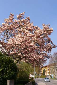 Image of Saucer magnolia