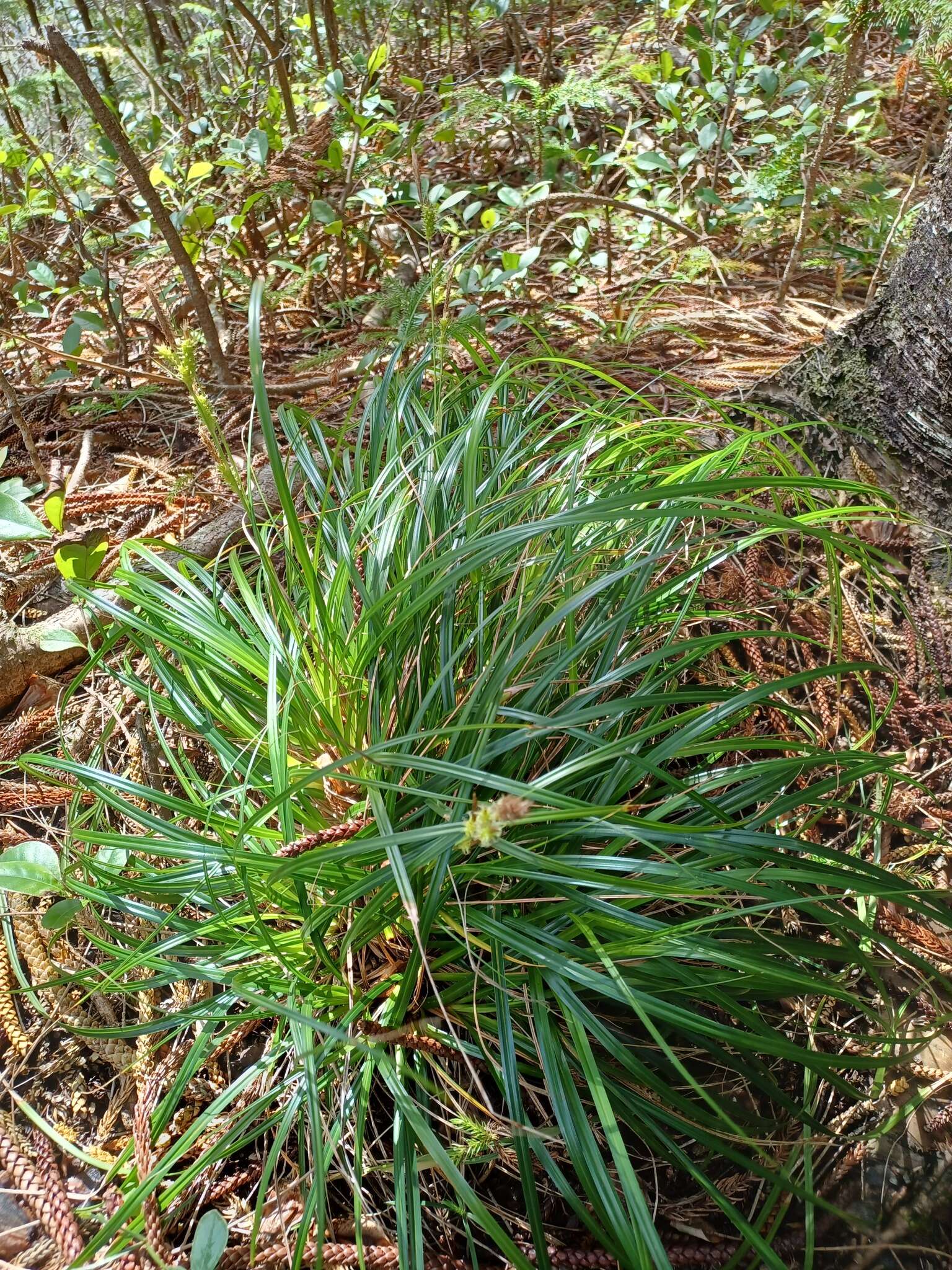 Imagem de Carex wahuensis C. A. Mey.