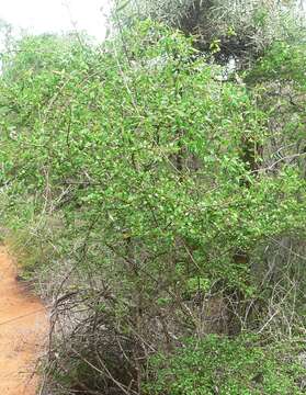 Sivun Khaya madagascariensis Jumelle & H. Perrier kuva